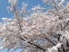 金砂湖畔公園の桜（2019年撮影）「【石鎚山系 春の行楽】お花見用のお弁当が大人気です！【秋山仕出し】」
