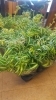 「鉢物入荷しました」
