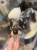初回特典「🍎ご新規様特典🫧トリミング🐶」