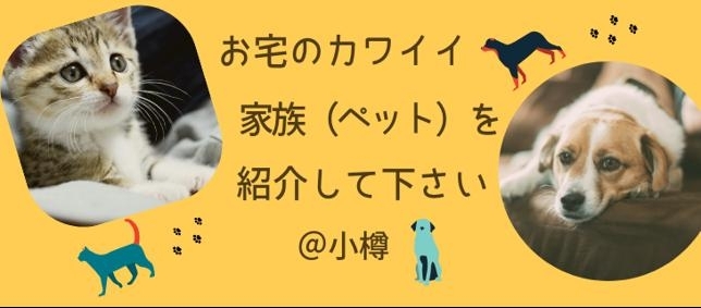 お宅のカワイイ家族 ペット を紹介してください 小樽 まいぷれ 小樽市