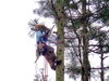 空師による伐採「山作の仕事内容をご紹介！空師・庭師・樹木医が連携する安心の施工体制」