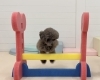 ハルくんジャンプ💨「ましゅまろ幼稚園🐾」