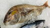 「魚魚市場鮮魚コーナーおすすめは「伊勢エビ・アジ」です♪」