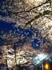 夜桜ライトアップ