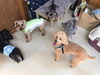 「ドッグトレーナーがアドバイス★新潟市犬の保育園♪犬の社会化わんちゃんのしつけHappyTail」