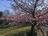 「魚魚の宿上の公園　河津桜の開花情報（2月18日）」