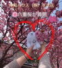 ハート形の八重桜　かわいい「桜がきれい」