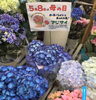 花鉢　あじさい「おすすめの『母の日』ギフト」