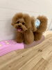 くまちゃん平均台GOOD👌「ましゅまろ幼稚園🐾」