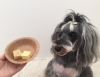 モデルのご褒美「わんこのフォトコンテスト ^ - ^」
