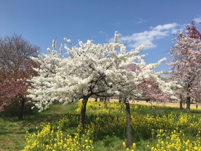 「　桜」