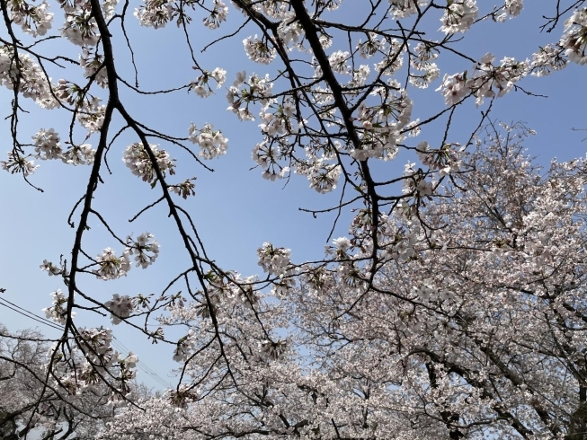 桜も綺麗に咲いてました！！「iPhone12で桜を撮影してみました！」