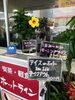 黄色いハイビスカス「柔らかい残暑」