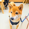 「今日のお友達」