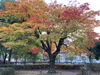 このモミジが一番大きい？「紅葉を見に行きました。」