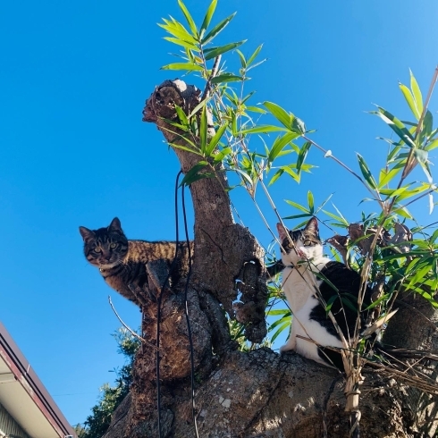 和心村の可愛い猫たち「【お知らせ】和心村の猫についてよくあるご質問をまとめました」