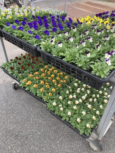 パンジー ビオラの苗が販売開始です 平井のたねもの屋のニュース まいぷれ 松山 伊予 東温 松前 砥部 パンジー ビオラの苗が販売開始です 平井のたねもの屋のニュース まいぷれ 松山 伊予 東温 松前 砥部