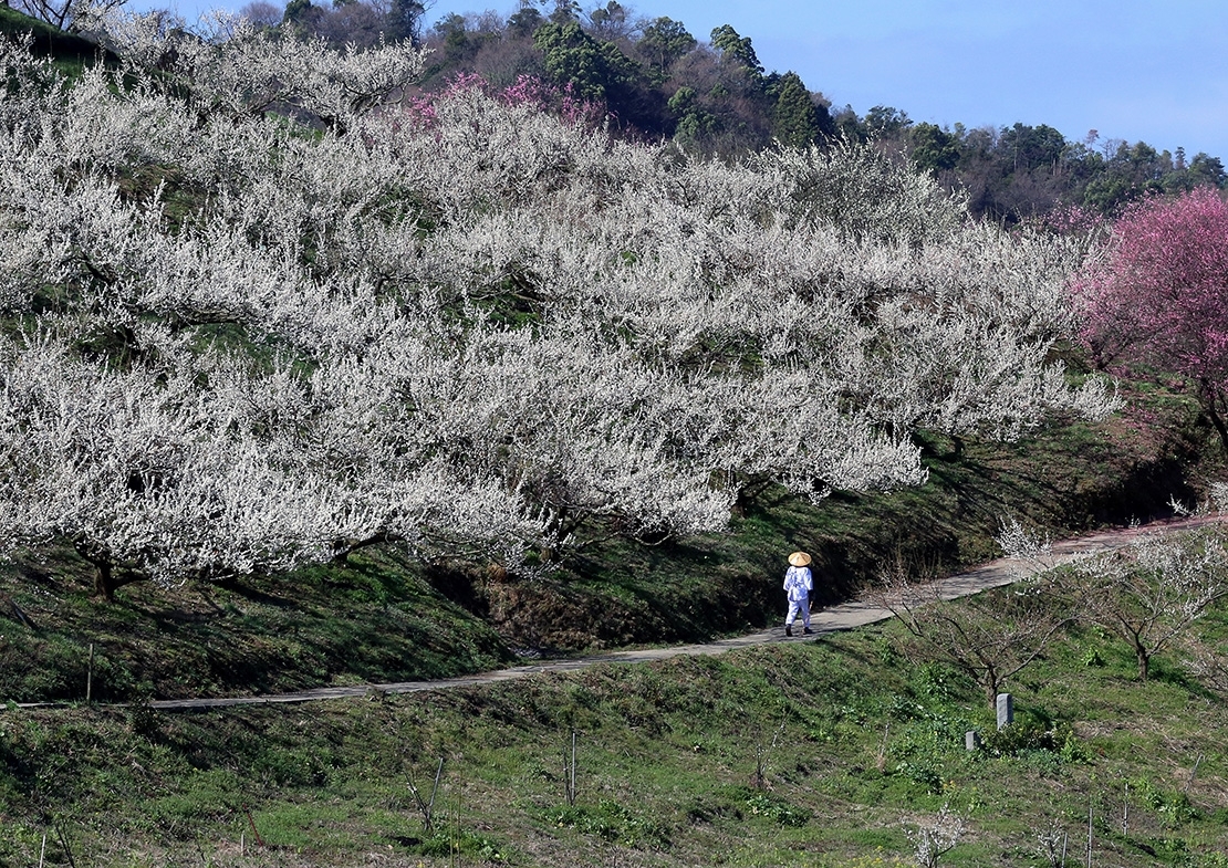 『寄り道』（砥部町七折）