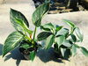 「観葉植物、入荷しました!【福島市　観葉植物専門店】」