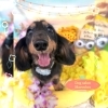 ダックス　カット「🌺🍌9月のトリミング空き情報🍌🌺newトリミング背景🍌🌺」