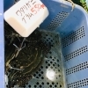 「魚魚市場鮮魚コーナー「岩カキ・ワタリガニ」です♪」