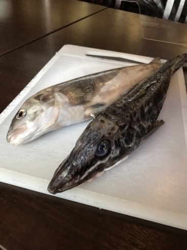北海道産　ほっけ・八角「美味しい　珍しい魚他　いろいろあります❣️」