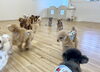 みんな GO GO 💨「ましゅまろ幼稚園🐾」