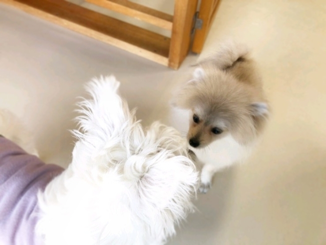 「子犬ちゃんのしつけ♪新潟市犬の保育園♪犬の社会化HappyTail」