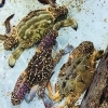 「魚魚市場鮮魚コーナーおすすめは「うちわエビ・ワタリガニ」です♪」