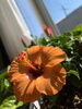 室内に植え替えしたハイビスカスです「〜72:39:06〜」