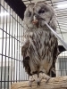 よつばの給餌風景「病院で飼育している動物たち」