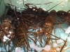 「魚魚市場鮮魚コーナーおすすめは「ハガツオ」です♪」