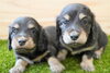 「ミニチュアダックス子犬情報」