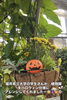 「🎃植物園がハロウィンに🎃【福井韓国風カフェ Hugpopo ハグポポ】」