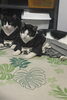 愛猫小鉄と琥珀「寒中お見舞い申し上げます」
