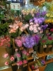 「[はなやHOK皆生店]春の花でいっぱいです♪」