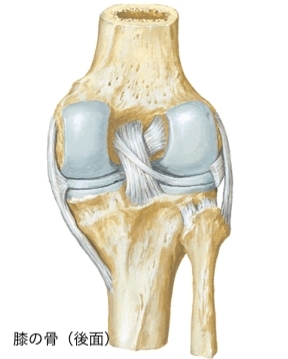 膝の骨（後面）「膝のスポーツ障害について　第一回目は膝の構造について簡単にご説明します。「膝の痛み」は八千代緑が丘駅徒歩5分のよこかわ整骨院にお任せください。」