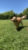 「ご愛犬と信頼関係を築けていますか？　」