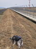 愛犬と飛行機。何キロ⁈歩くの…！「送別会，職場の移動での…は、あがわに。」