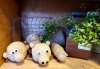 「頭から草が…」