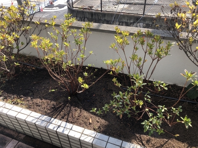 「神戸市灘区で木の植え付けをしました！」