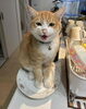 「迷い猫を探しています【新居浜市政枝町】（不明になった日：2025年3月18日）」