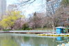 ❺中島公園ボート乗り場付近（菖蒲池）「桜を見に、中島公園へ行ってきました！」
