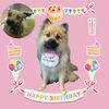 「Dog salon mofu mofu　余市町」