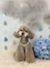 うみちゃん「わんこと梅雨☔️」