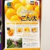 「静岡県産　黄金色金柑　「こん太」」