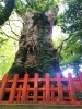 新田神社 薩摩川内 さつま町のパワースポット特集 まいぷれ 薩摩川内市 さつま町