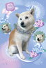 「Dog salon mofu mofu　余市町」