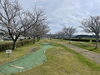 佐奈川桜づつみ公園　パターゴルフ場付近「佐奈川桜づつみ公園　桜開花状況🌸」