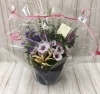 寄せ植え（ラッピング）「『　定休日のお知らせ　』」